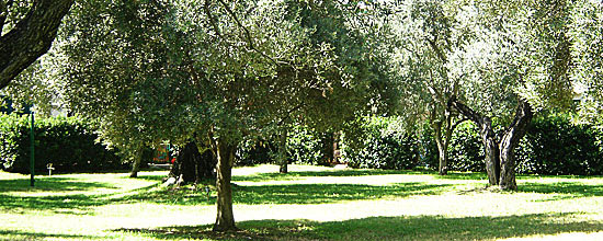 Ferienhäuser Ausblick in einen traumhaften Park am Meer